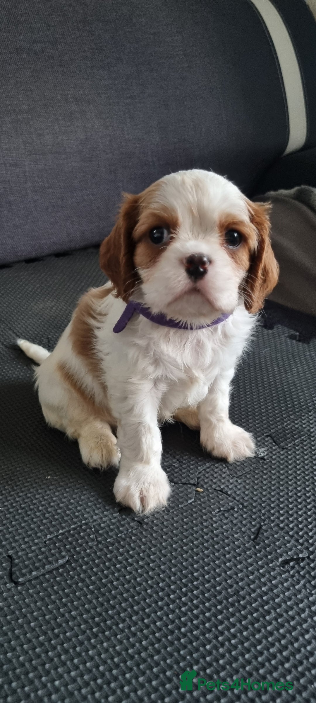 Cavalier King Charles Spaniel dogs for sale: Cavaliers King Charles spaniels - Image 27