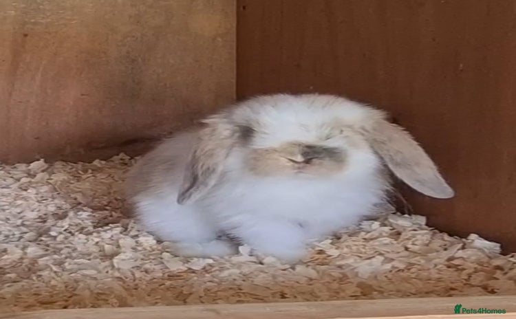 Mini Lop rabbits - Advert 7