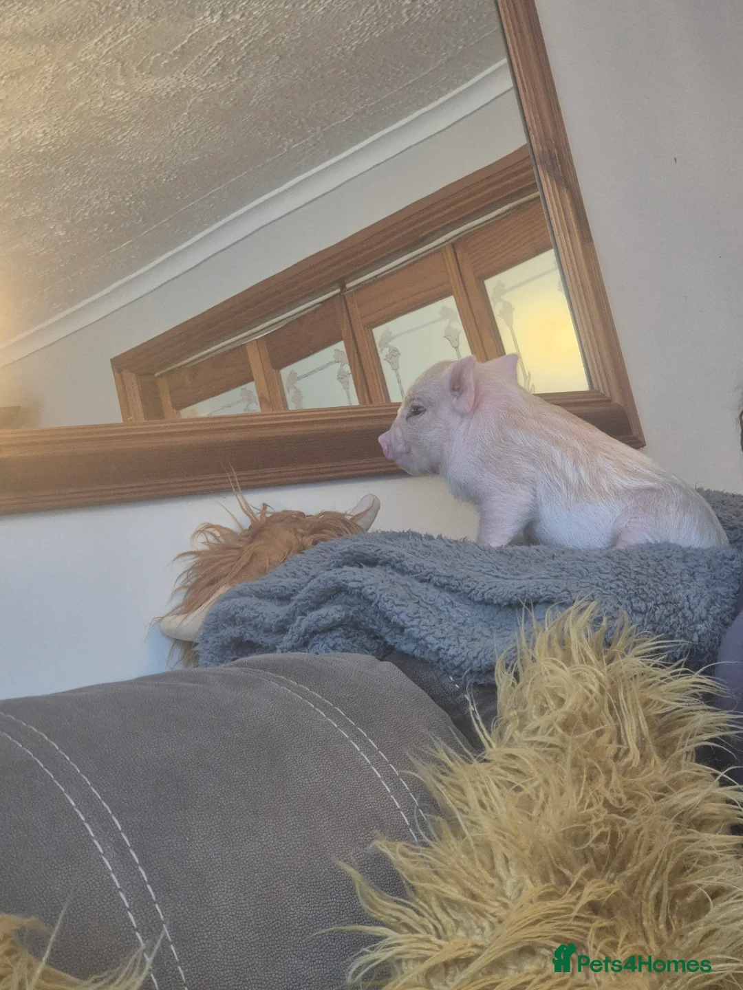 Pig livestock for sale: Mini pig - Advert 4