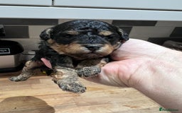 Toy Poodle dogs for sale: KC Tiny Perfect phantom poodles+colours - Image 7