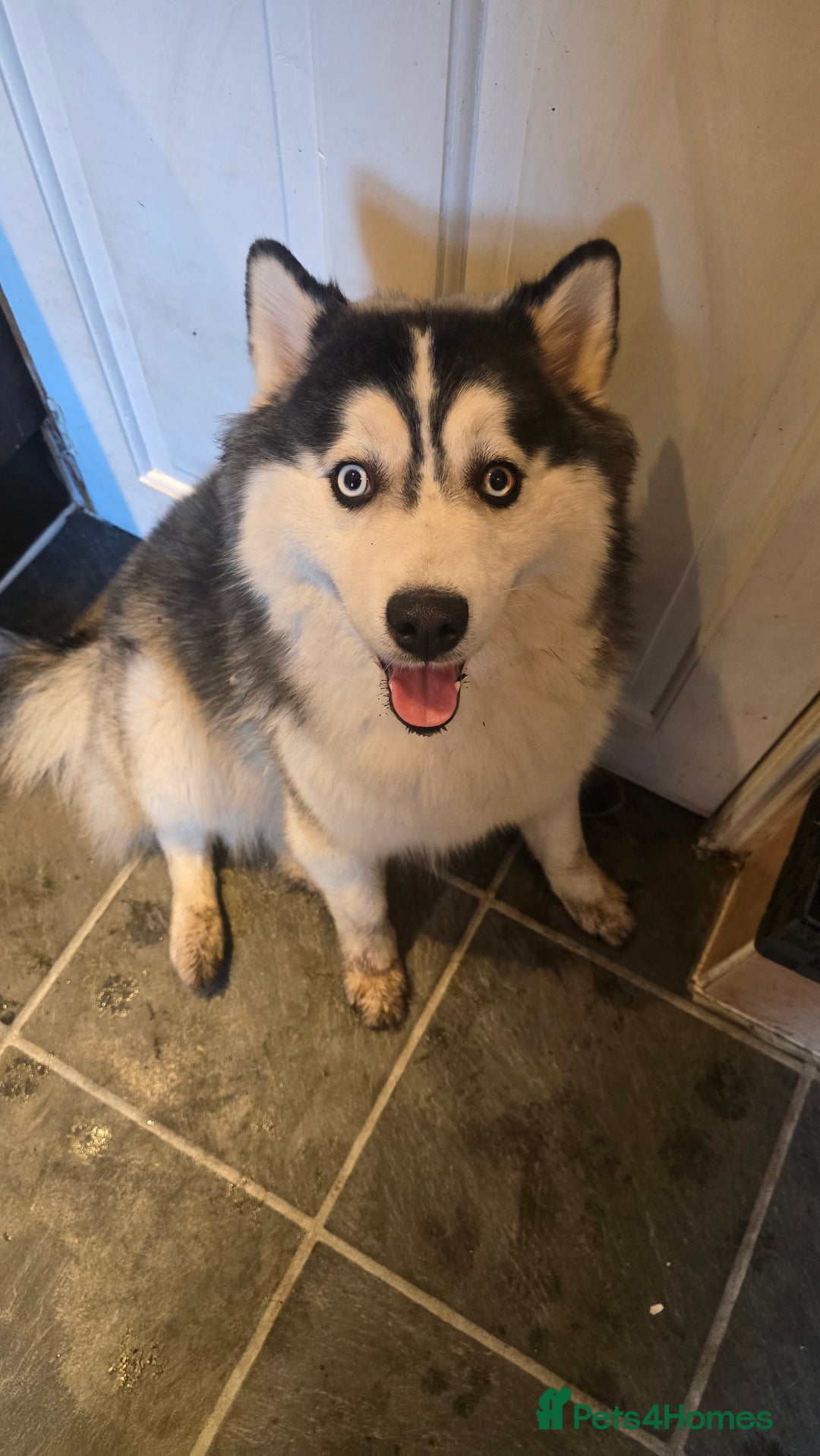 Pomsky dogs for sale: Pomsky Puppies for Sale - Advert 6