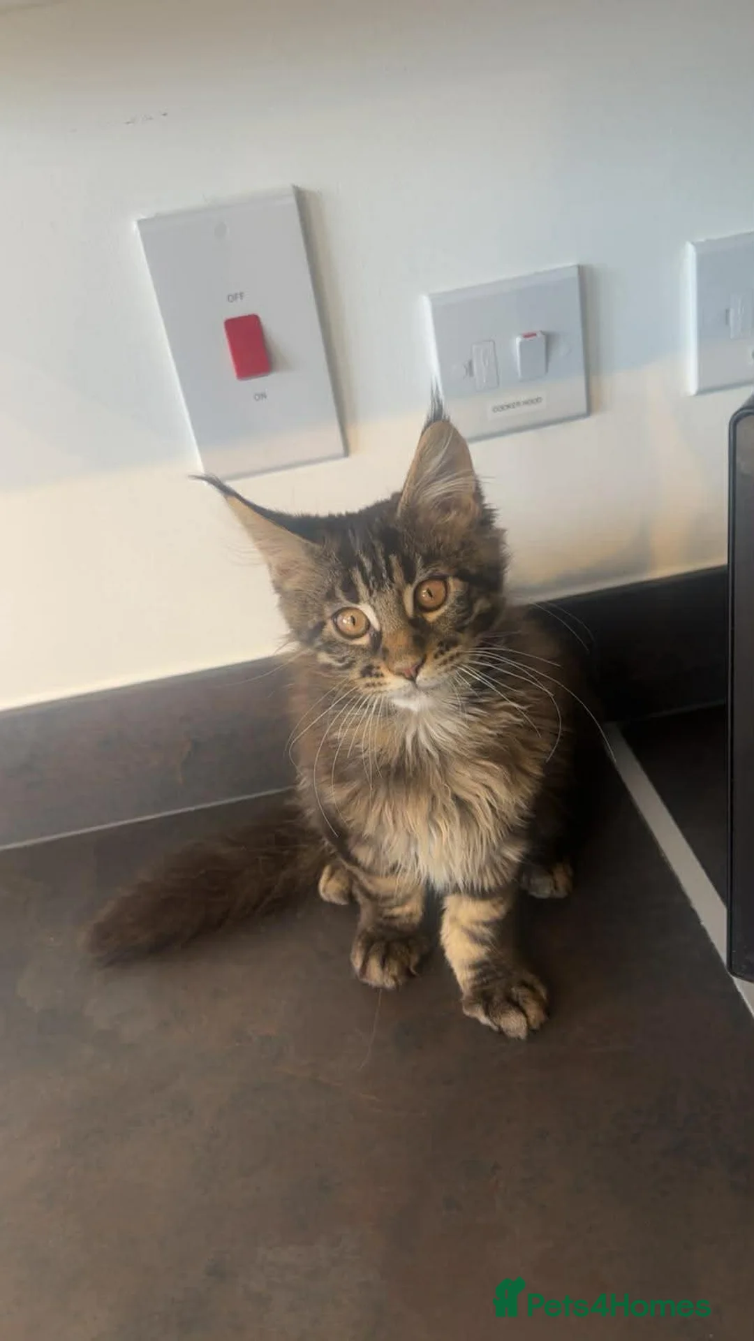 Maine Coon cats for sale: “Reduced*Gorgeous pedigree Maine coon kittens  - Advert 6