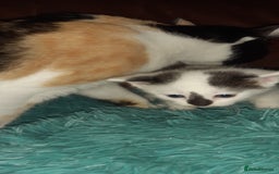Manx cats for sale: Manx kitten  - Image 4