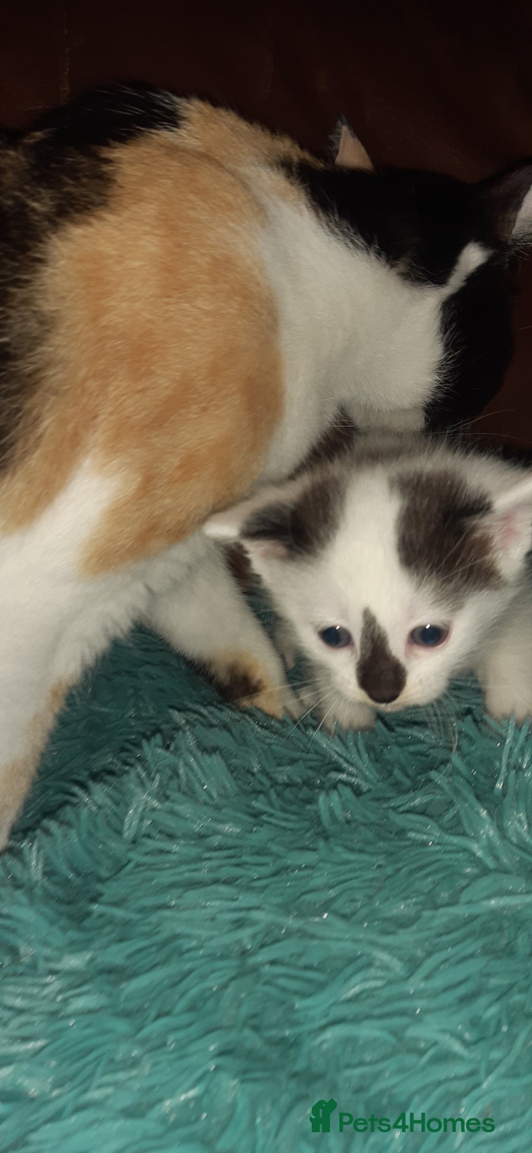 Manx cats for sale: Manx kitten  - Image 4