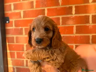 Cockapoo dogs F1 cockapoos 3x red left 🐶 ready now - Advert 1
