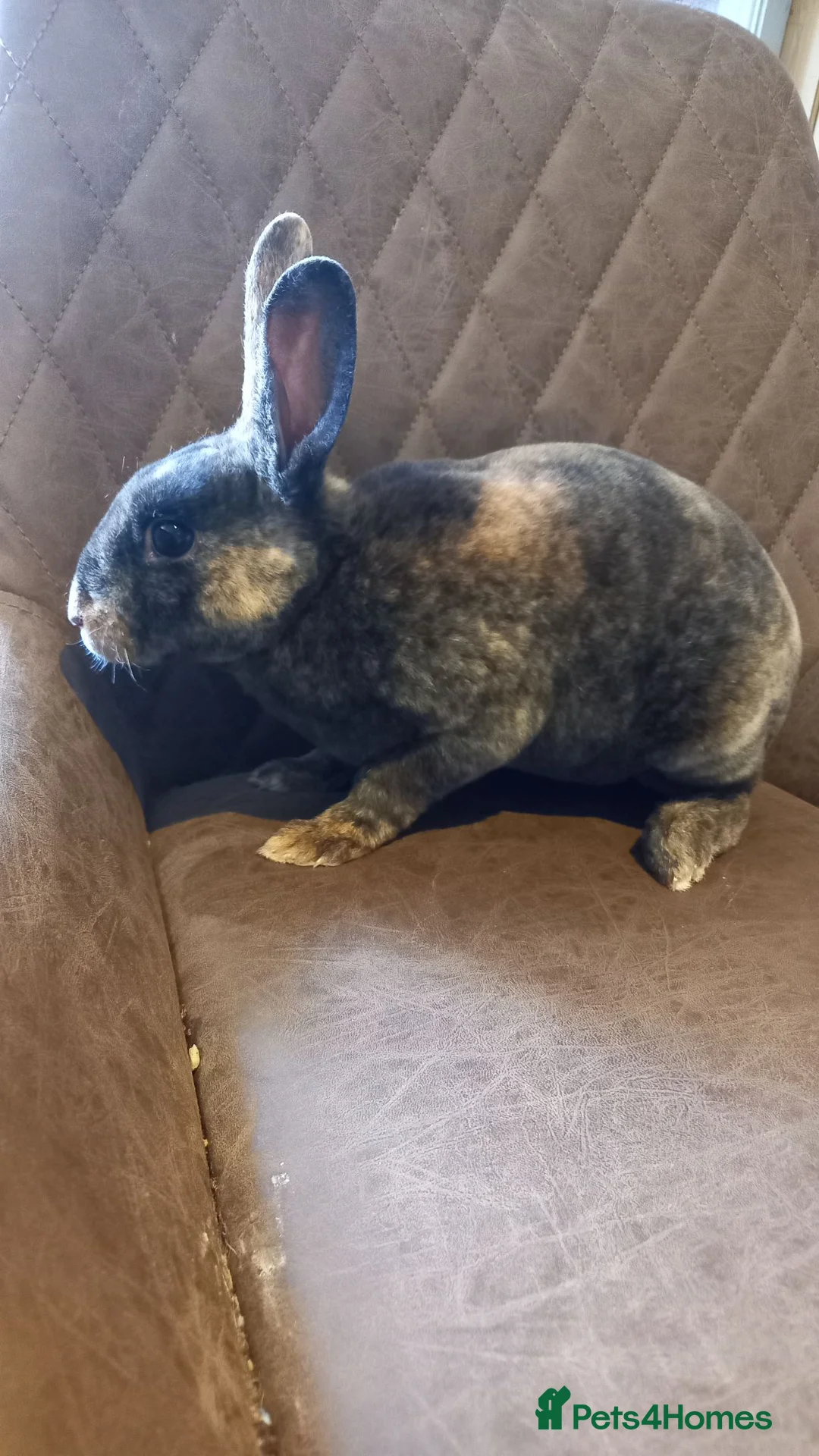 Rex rabbits for sale: Rex male rabbit for sale  - Advert 1
