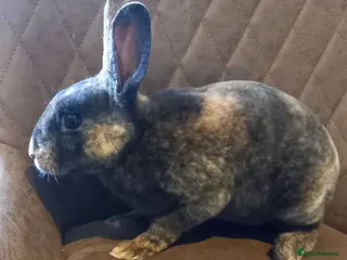Rex rabbits Rex male rabbit for sale - Advert 1