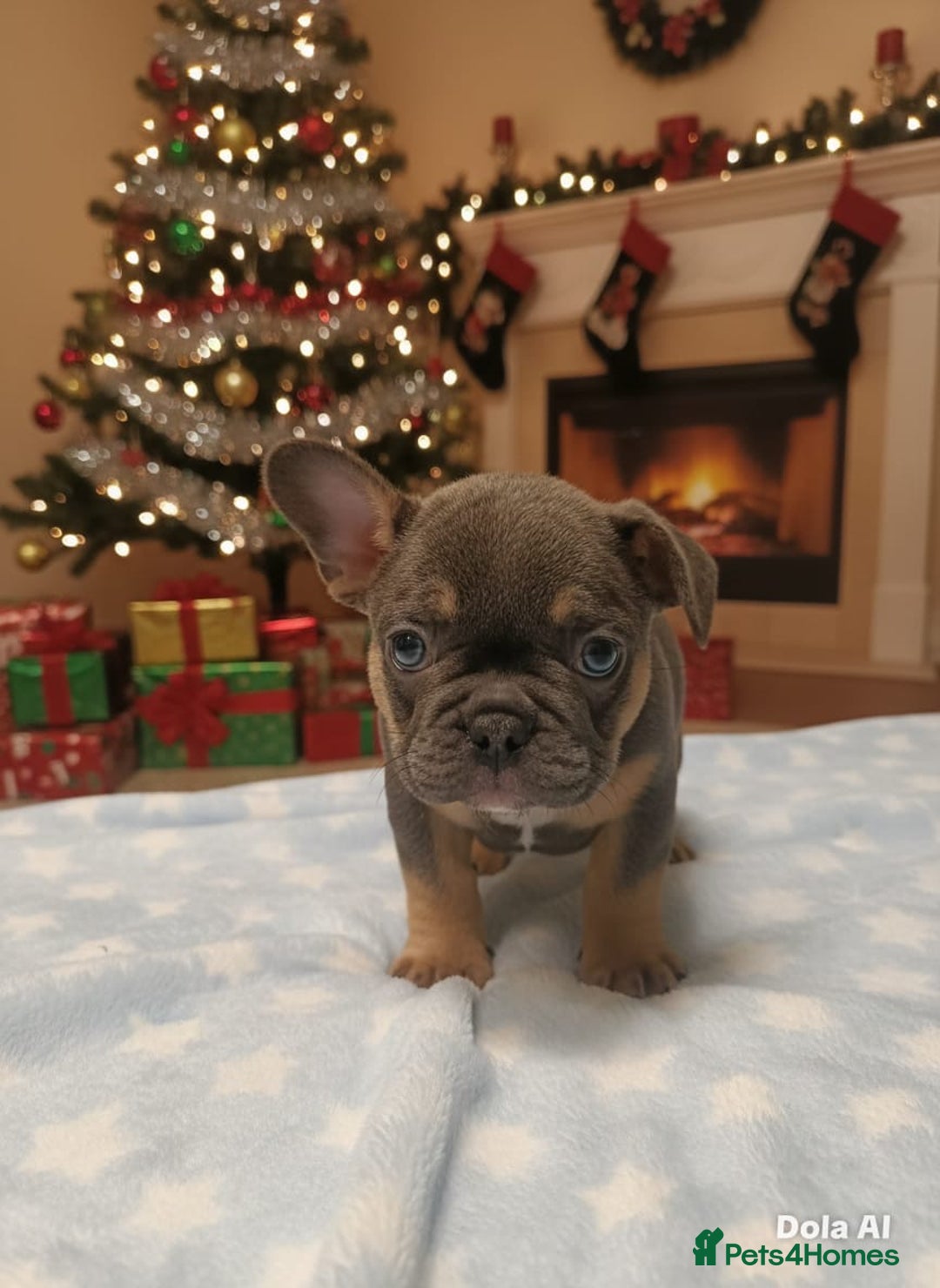 French Bulldog dogs for sale: Beautiful blue and tan French bulldogs  - Advert 10