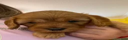 Cavapoo dogs for sale: Beautiful Golden cavapoo puppies - Advert 7