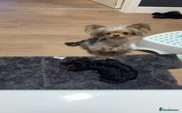 Yorkshire Terrier dogs for sale: Miniature yorkie - Image 4