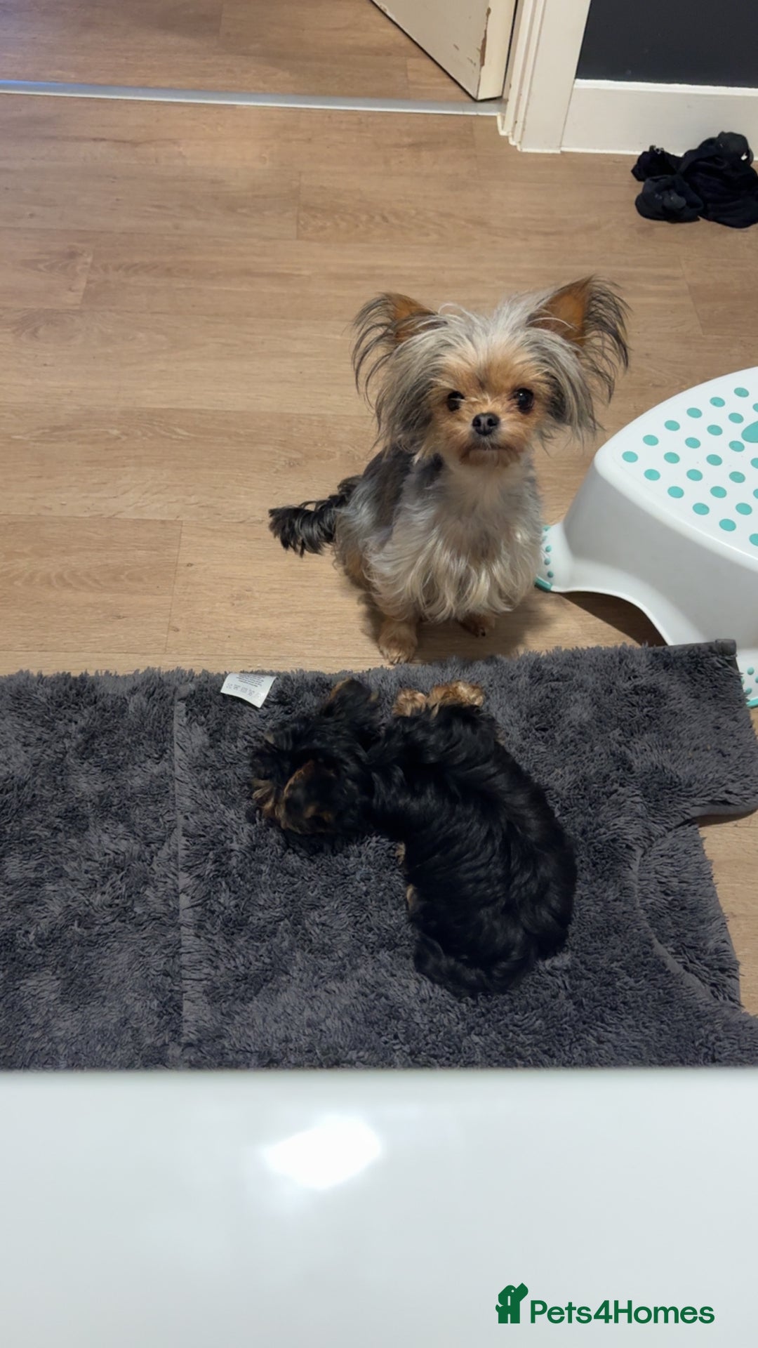 Yorkshire Terrier dogs for sale: Miniature yorkie - Image 4