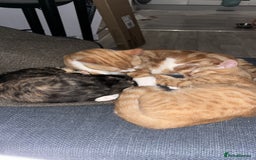 Sphynx cats for sale: Last ginger male ready to go now - Image 2