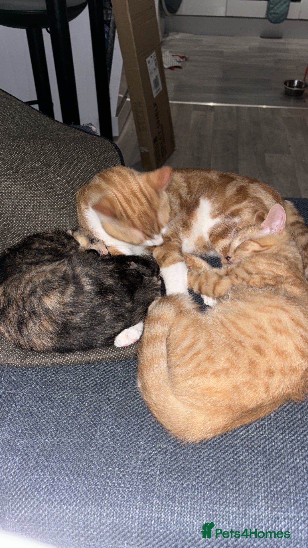 Sphynx cats for sale: Last ginger male ready to go now - Image 2