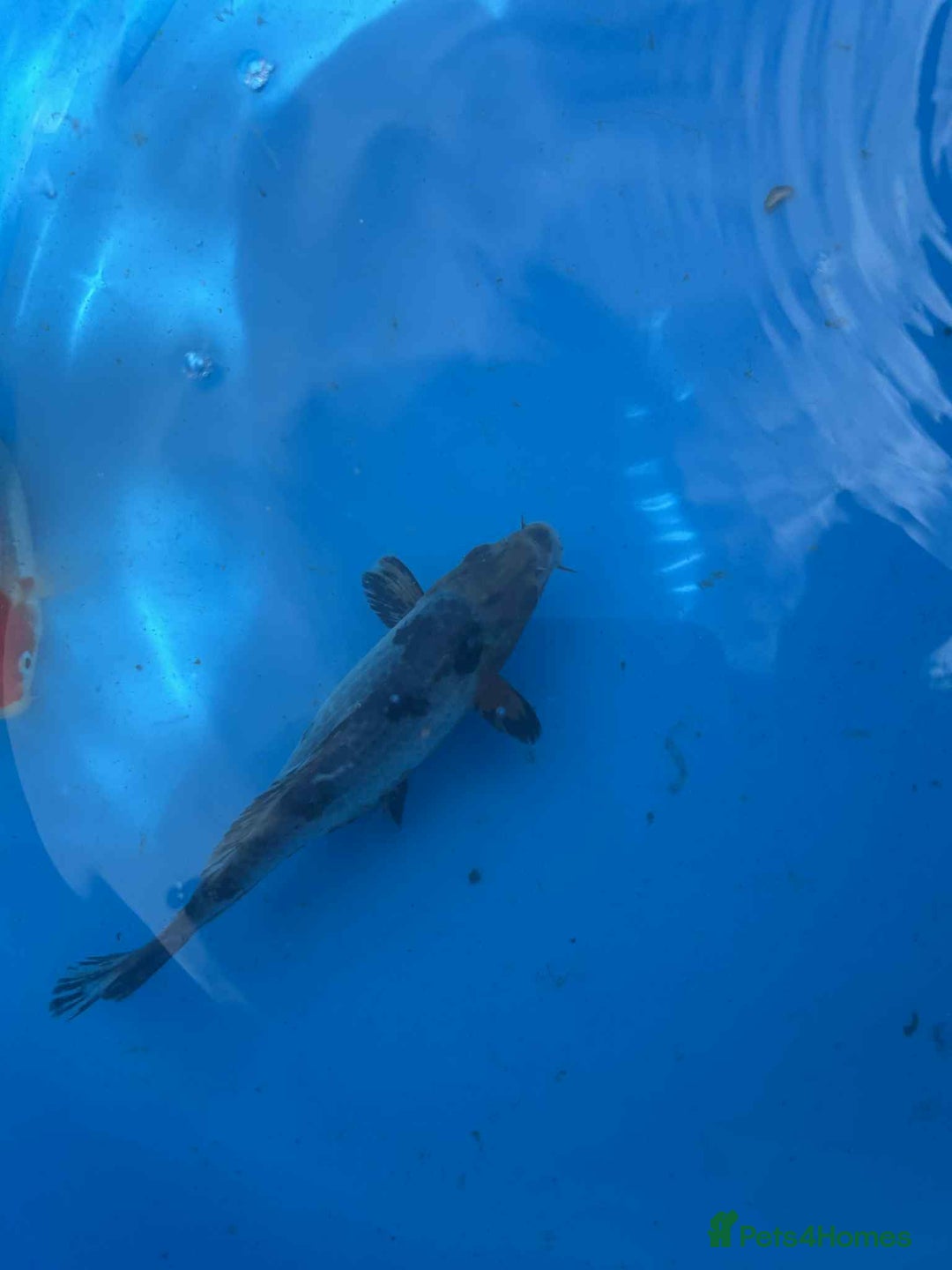 Koi Carp fish for sale: Koi for sale - Image 4