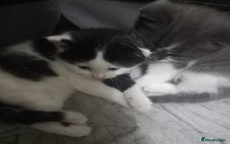 British Shorthair cats for sale: Kittens  for sale - Image 9