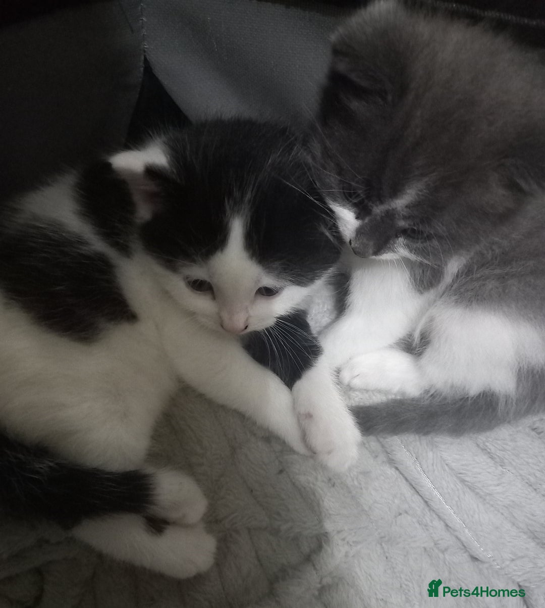 British Shorthair cats for sale: Kittens  for sale - Image 9