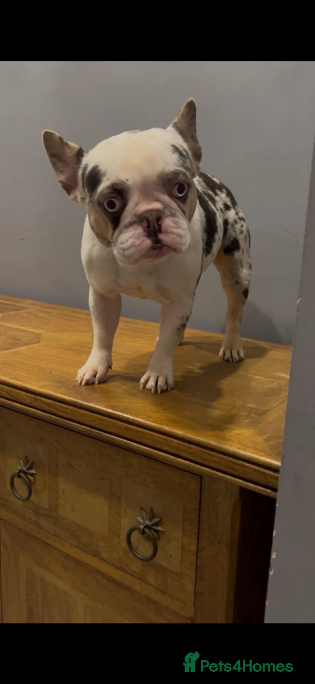 French Bulldog dogs for sale: Koi Merle French Bulldog - Advert 1