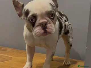 French Bulldog dogs Koi Merle French Bulldog - Advert 2