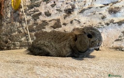 Mini Lop rabbits for sale: Two pure mini lop rabbits  - Image 9