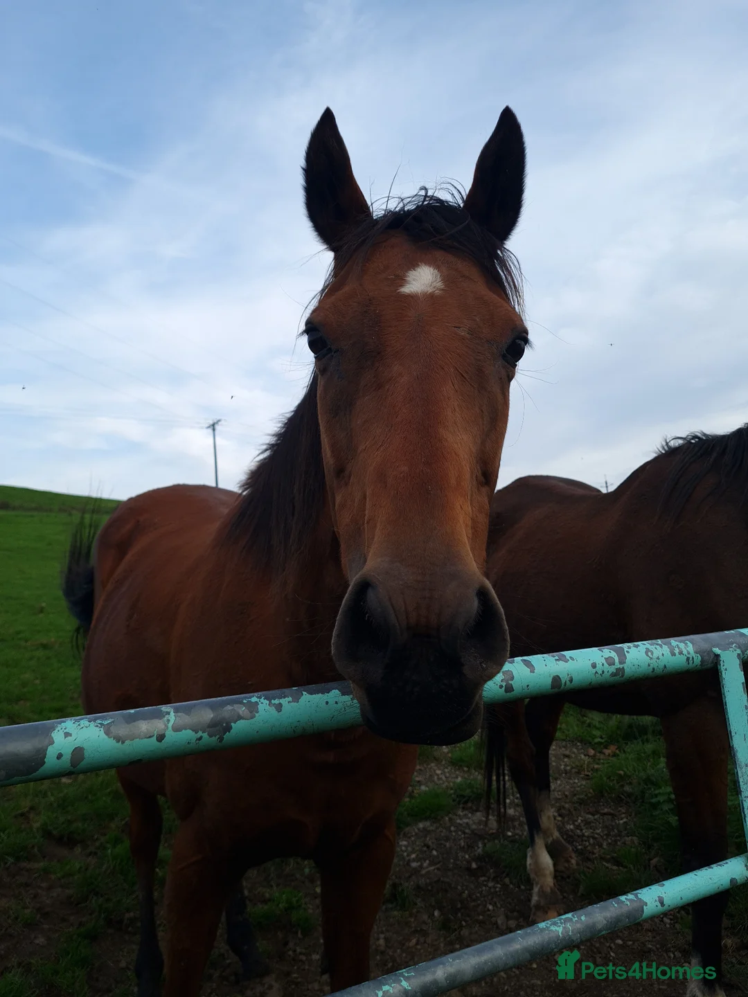English Thoroughbred horses for sale: Stunning Thoroughbred 16.3 bay mare - Advert 8