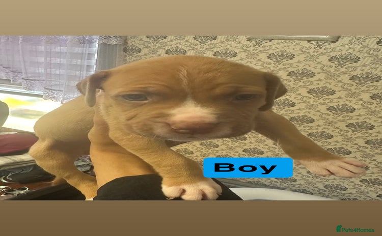 Mixed Breed dogs - Advert 3