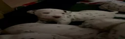 Dalmatian dogs for sale: Eagerly Awaited Litter Now Here 💫 - Advert 9