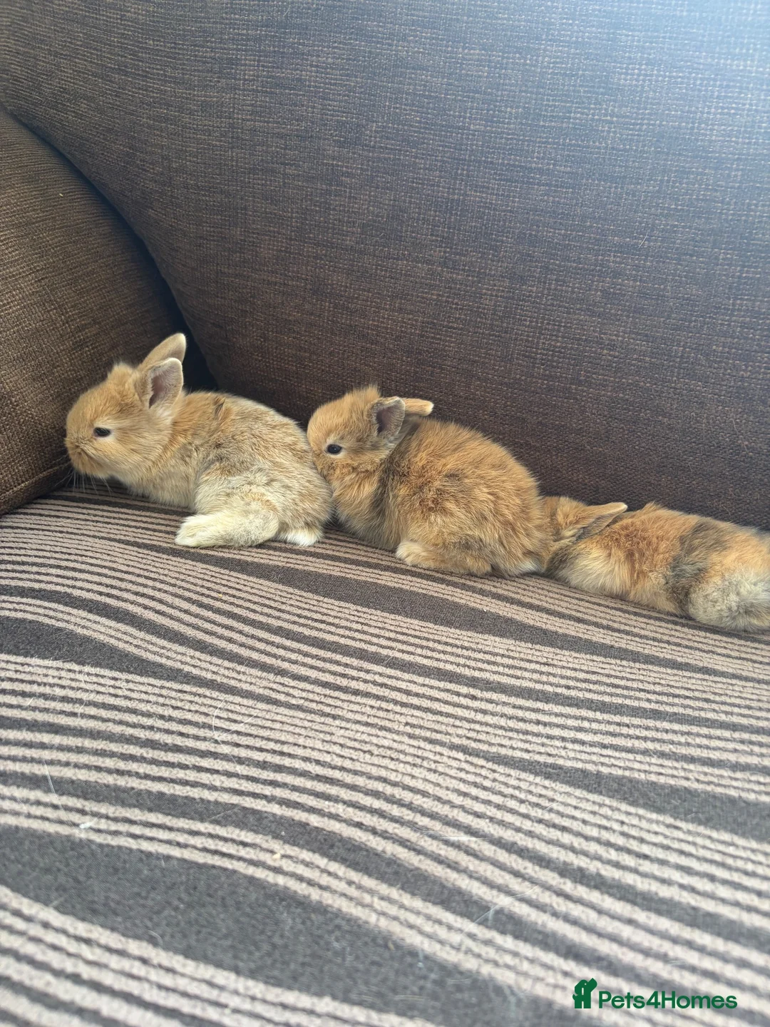 Mixed Breed rabbits for sale: 🐰✨ **Gorgeous Miniature Lionhead × Mini Lop ✨🐰 in Cardiff - Advert 2