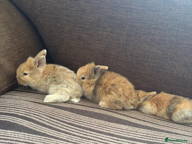 Mixed Breed rabbits 🐰✨ **Gorgeous Miniature Lionhead × Mini Lop ✨🐰 - Advert 2