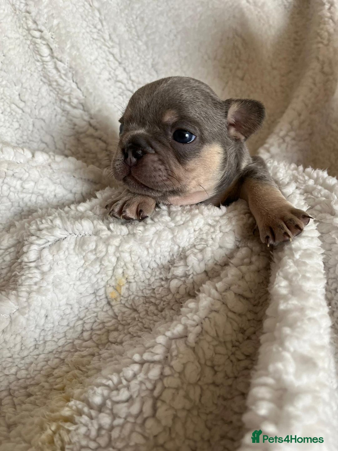 French Bulldog dogs for sale: 7 Stunning Babies ❤️💙 - Image 33