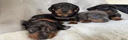 Miniature Dachshund dogs for sale: Miniature Dachshund - Advert 3