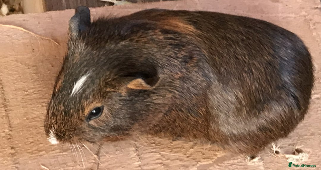 Guinea Pig rodents for sale: Baby guinea pigs for sale - Advert 4