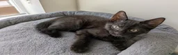 Bengal cats for sale: Bengal x American Mainecoon Kittens - READY TO GO - Advert 12