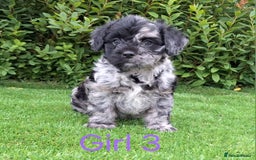 French Bulldog dogs for sale: French Bulldog Froodle Puppies  - Image 25
