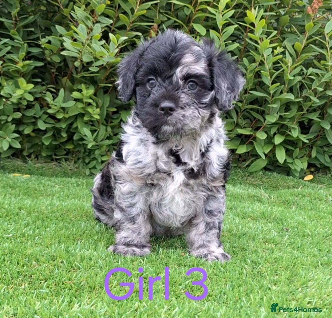 French Bulldog dogs for sale: French Bulldog Froodle Puppies  - Image 25