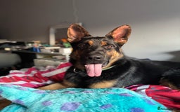 German Shepherd dogs for sale: 17month Old Male German Shepherd  - Image 7