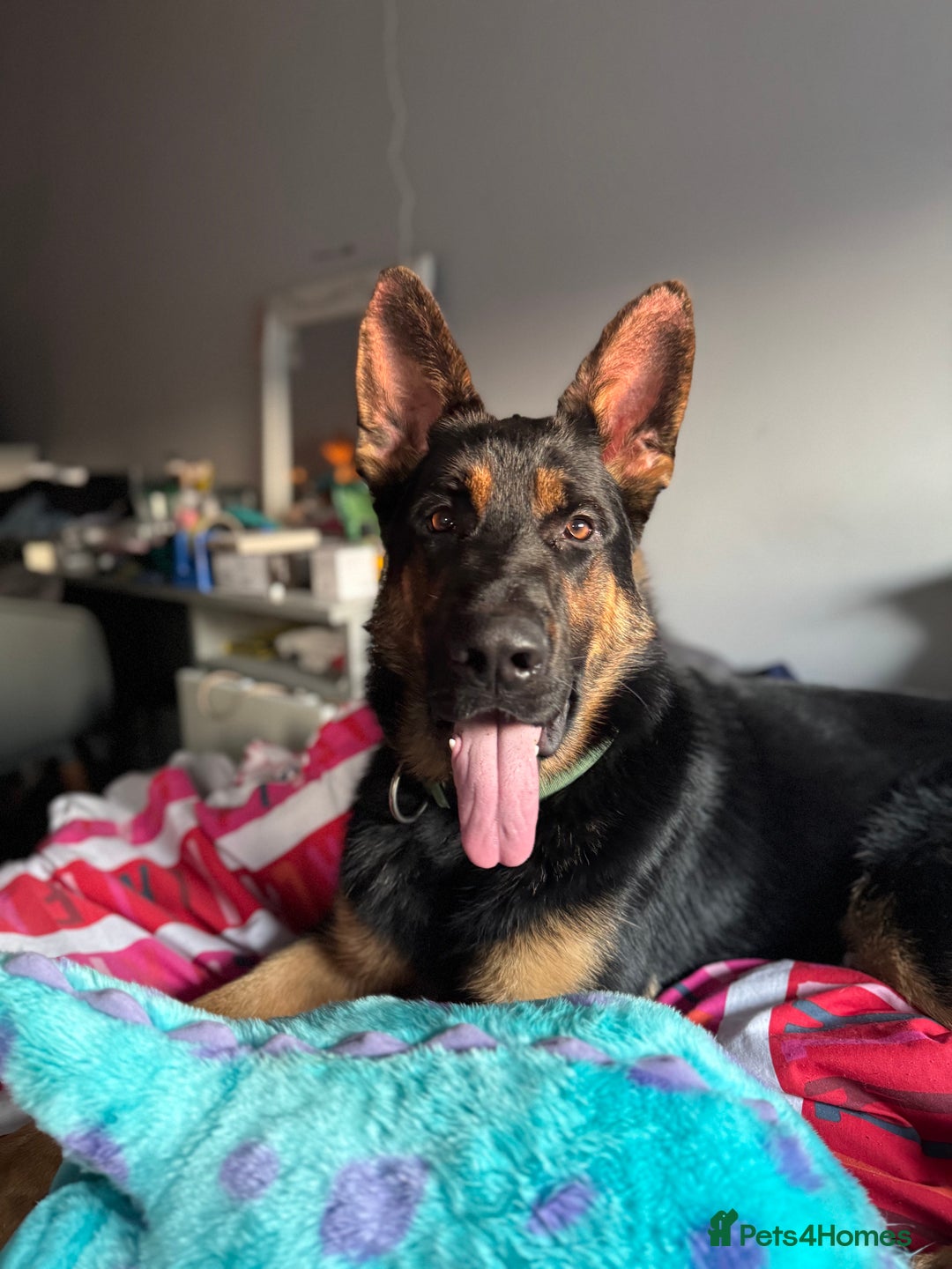 German Shepherd dogs for sale: 17month Old Male German Shepherd  - Image 7