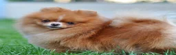 Pomeranian dogs for sale: 10 month old boy - Advert 3