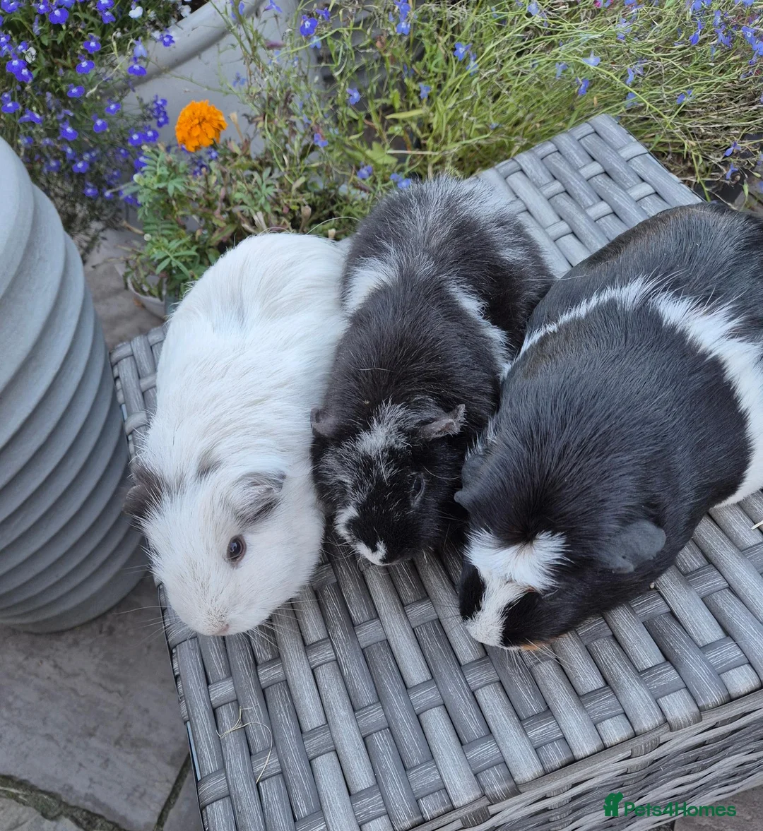 Guinea Pig rodents for sale: Beautiful Guine Pig Sows - Advert 1
