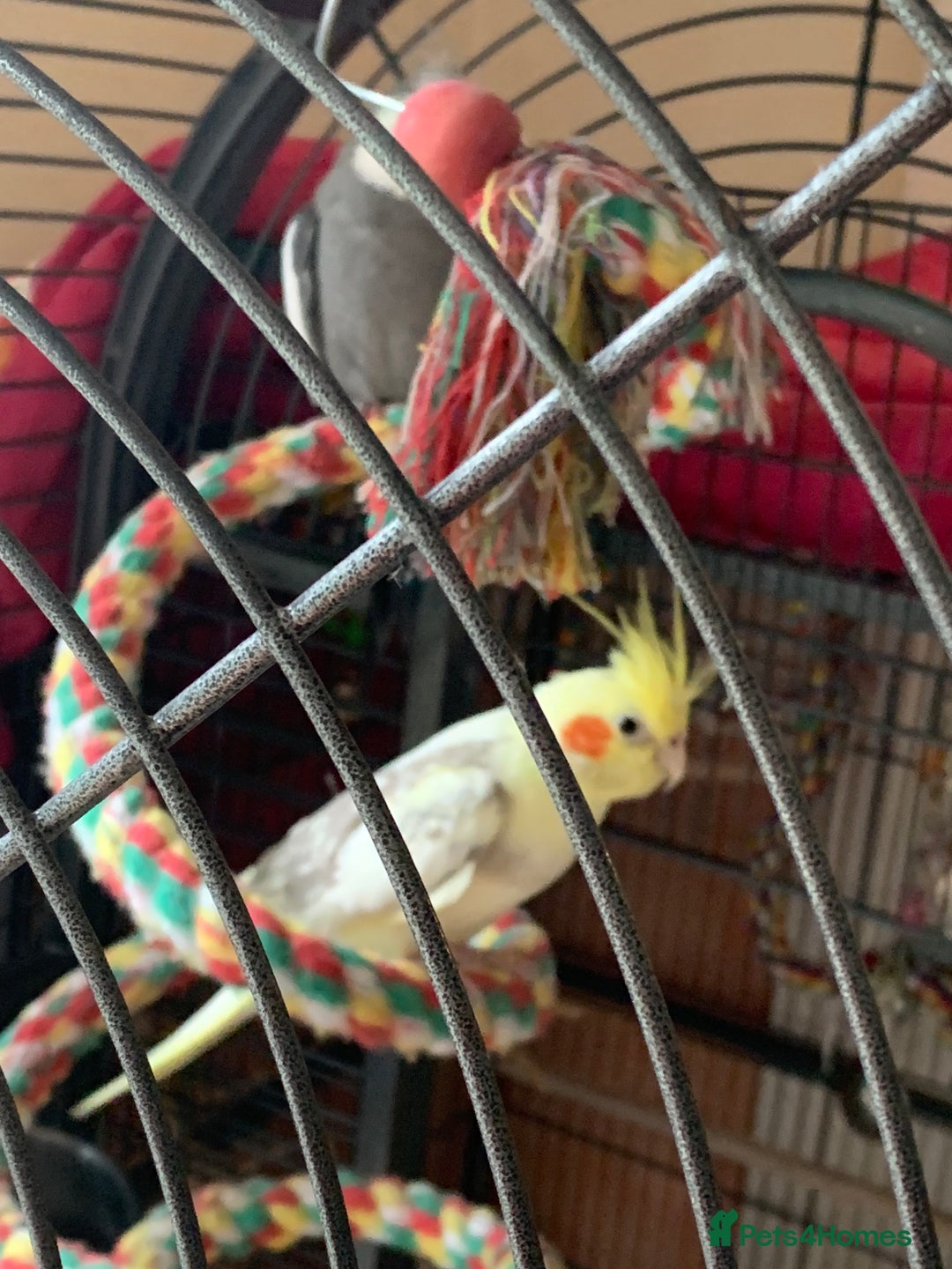 Cockatiels birds for sale: Male and female cockatiels  - Image 3