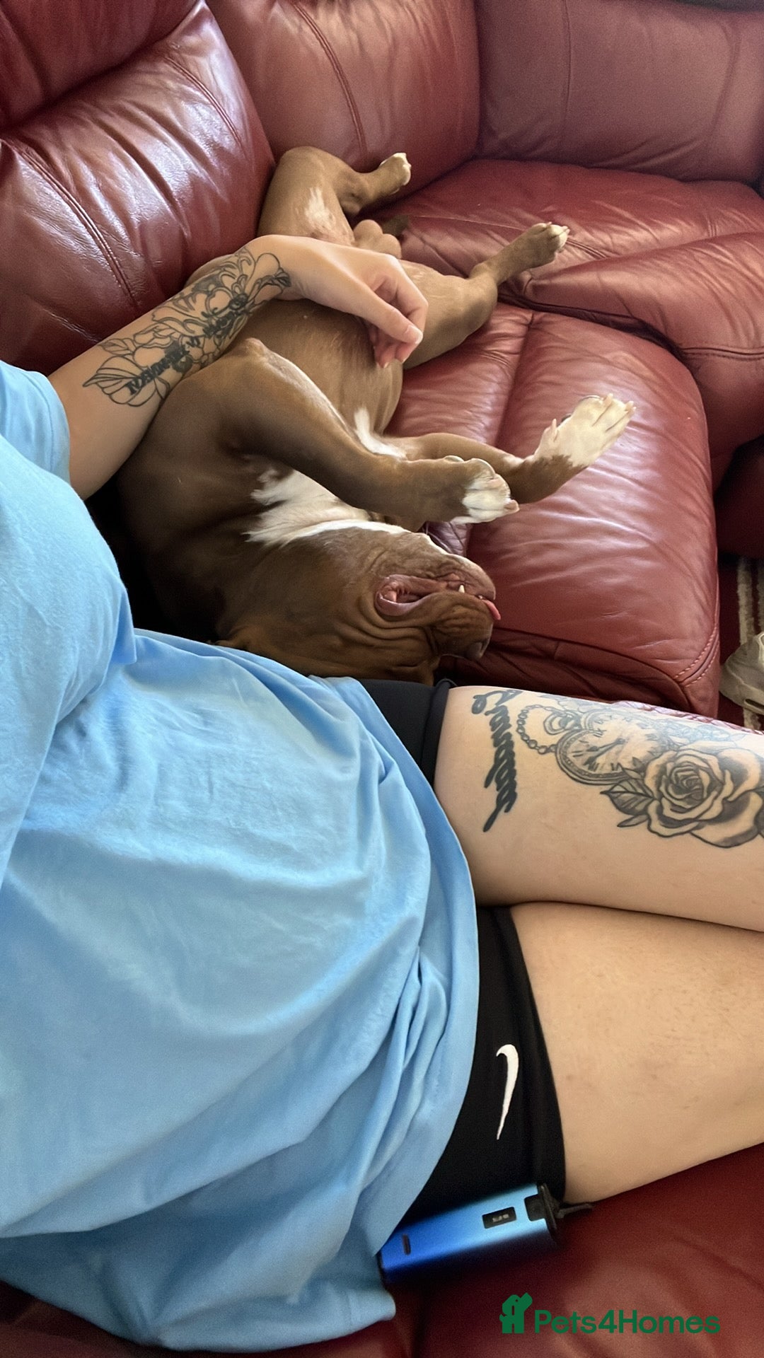 American Bully dogs for sale: Pocket bully  - Advert 6