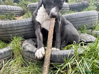 American Bull Staffy dogs 8 Month old Female - Advert 1