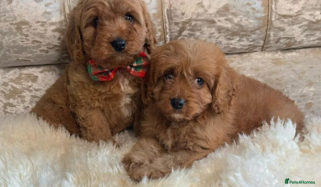 Cavapoo dogs for sale: Stunning f1 quality cavapoo puppies - Image 2