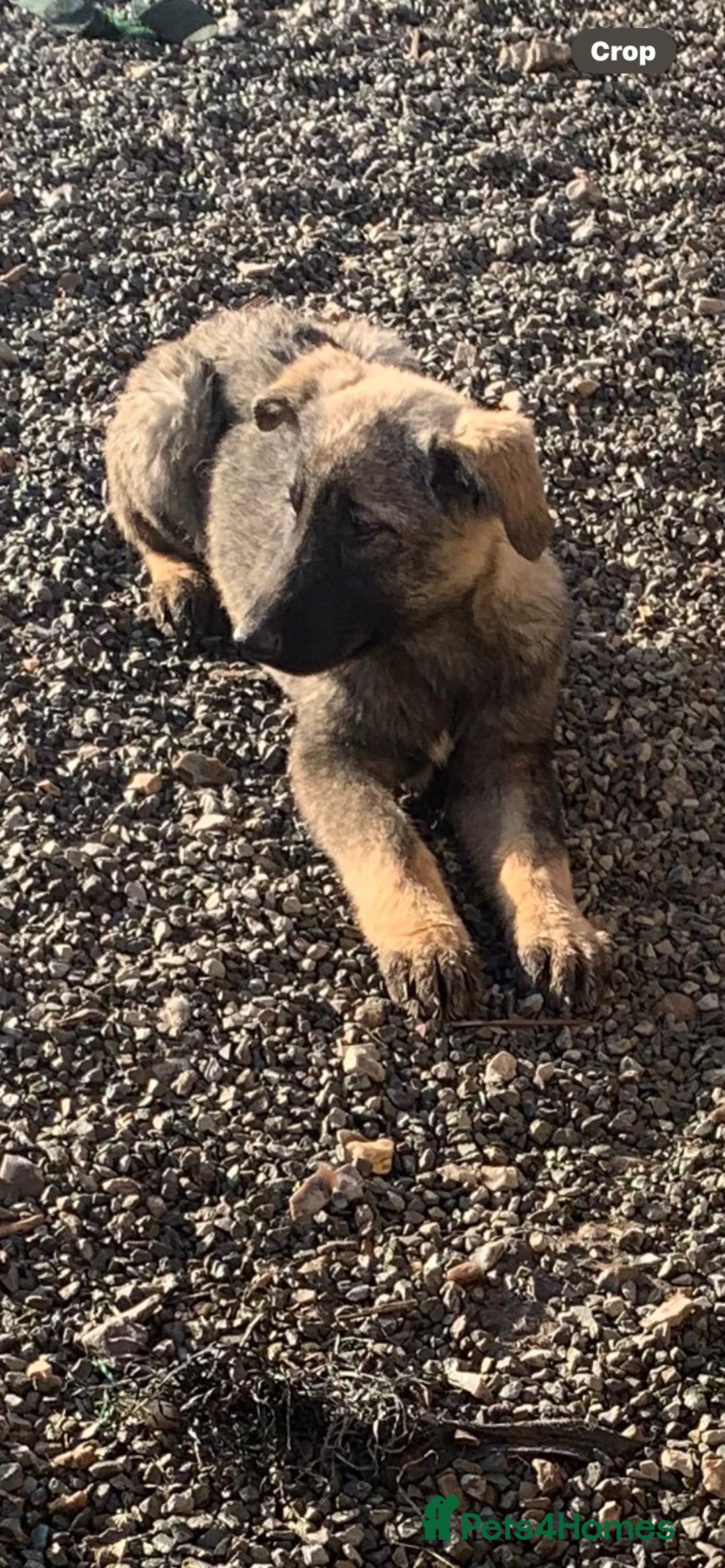 Mixed Breed dogs for sale: German shepherd x caucasian shepherd puppies - Advert 5