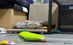 British Shorthair cats for sale: BSH Kitten Bean - Image 19