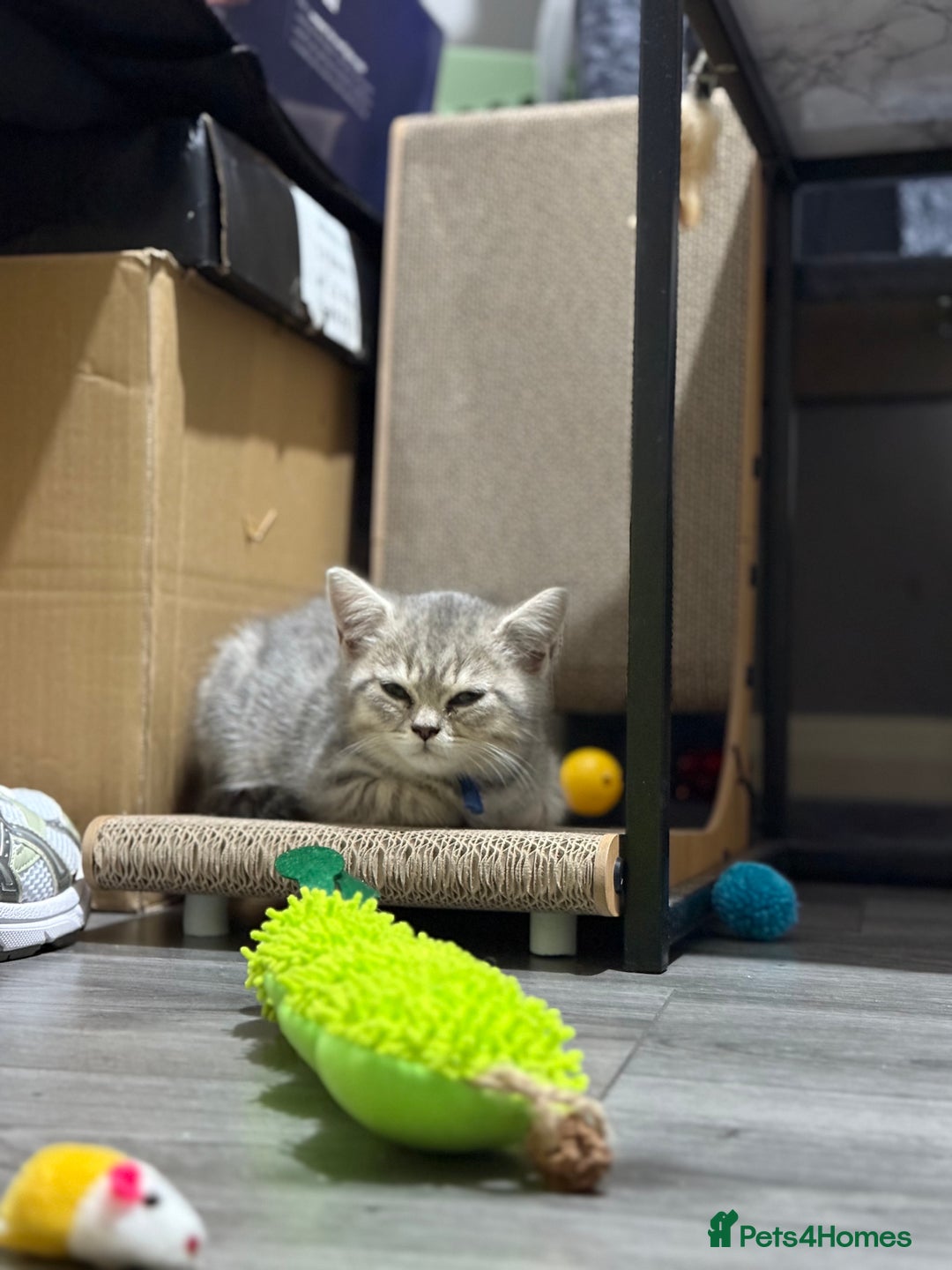 British Shorthair cats for sale: BSH Kitten Bean - Image 19