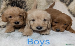 Mini Goldendoodle dogs for sale: Beautiful Mini Goldador Doodle puppies, DNA clear - Image 11