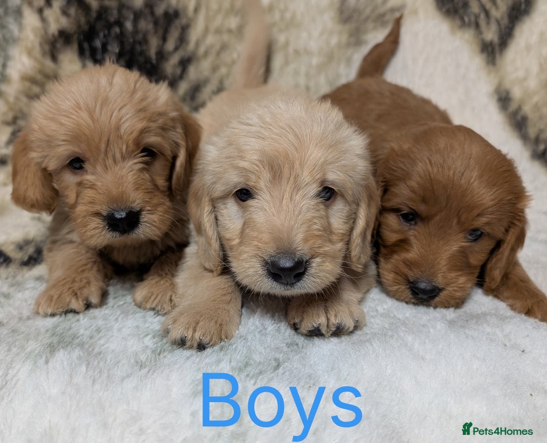 Mini Goldendoodle dogs for sale: Beautiful Mini Goldador Doodle puppies, DNA clear - Image 11