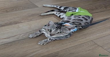 Bengal cats - Advert 13