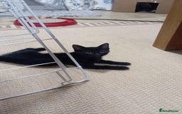 British Shorthair cats for sale: Cute kittens are ready. - Image 5