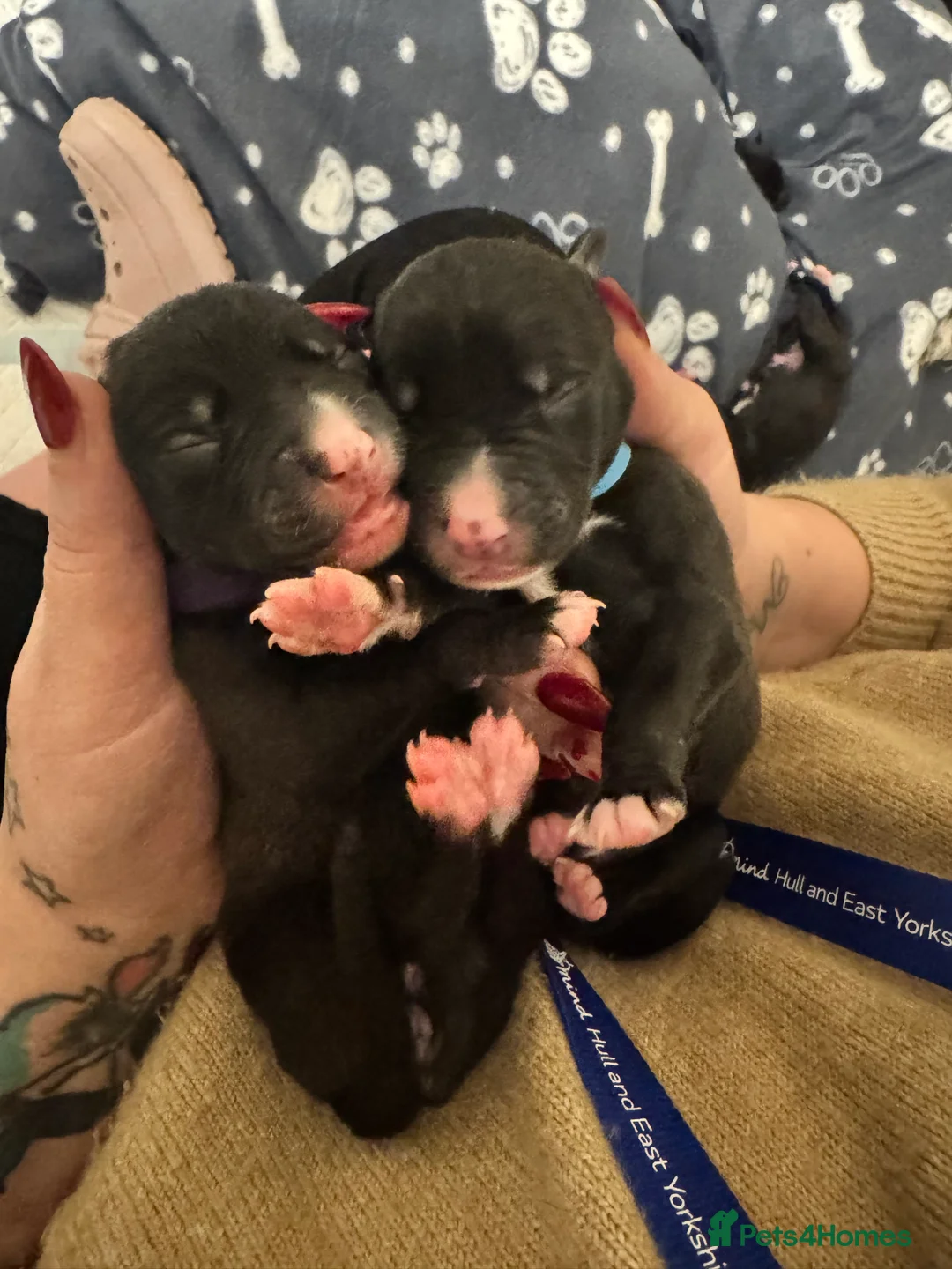 Mixed Breed dogs for sale: 75% Lurcher 25% Cane Corso Puppies - Advert 17